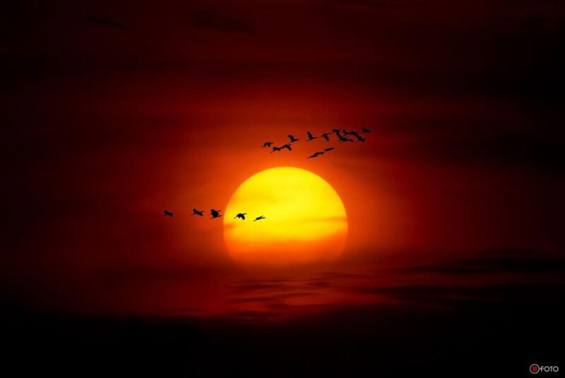 Birds Flying at Sunset — Red, Dramatic