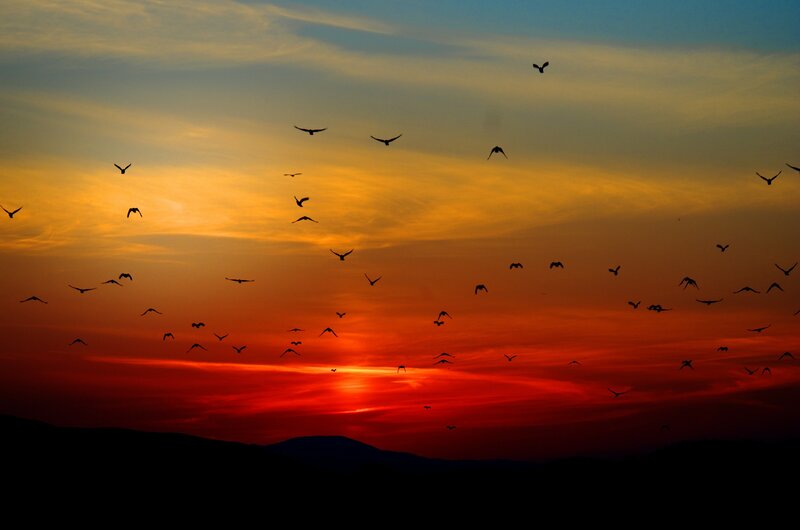 Birds Flying at Sunset — Red