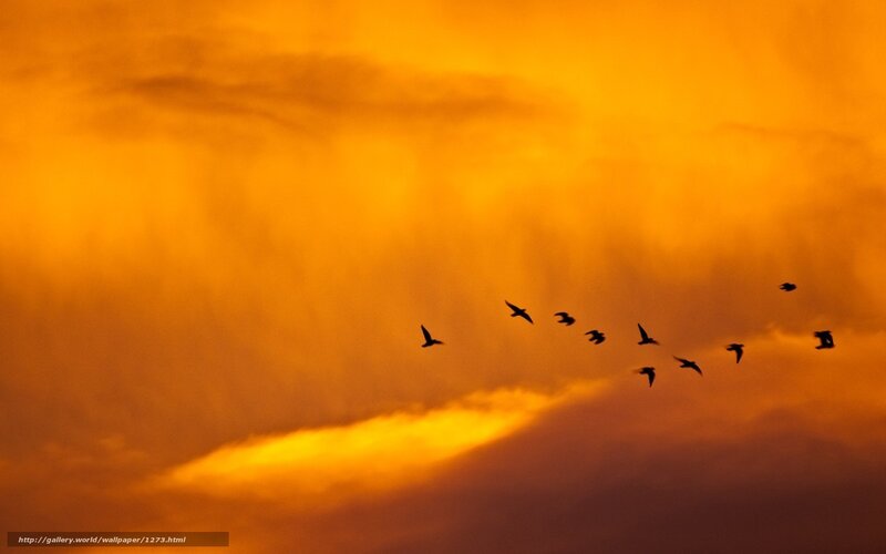 Birds flying at sunset