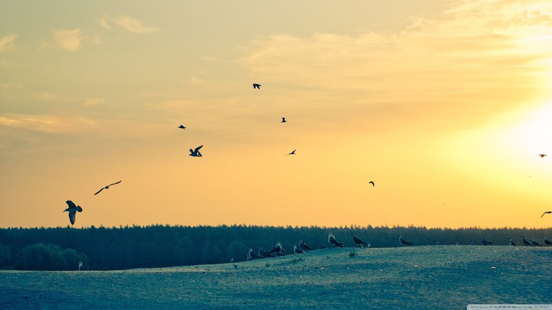 Birds Flying at Sunset — Yellow, Serene