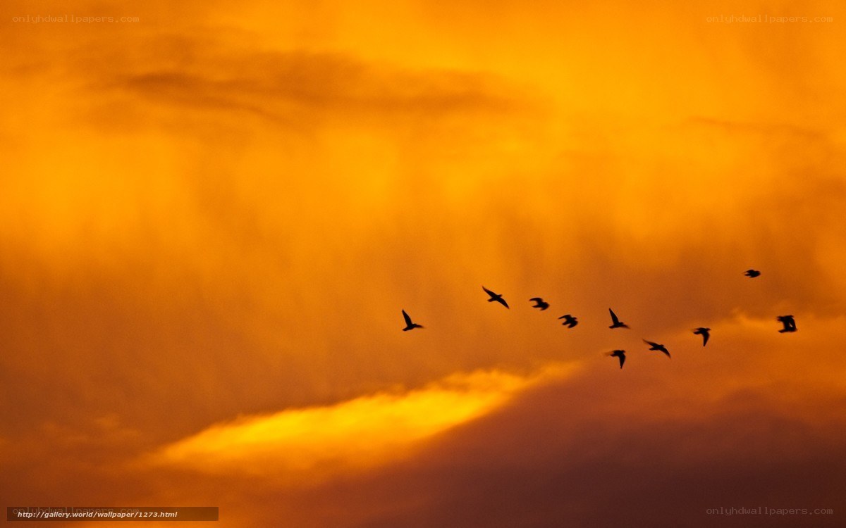 Birds flying at sunset