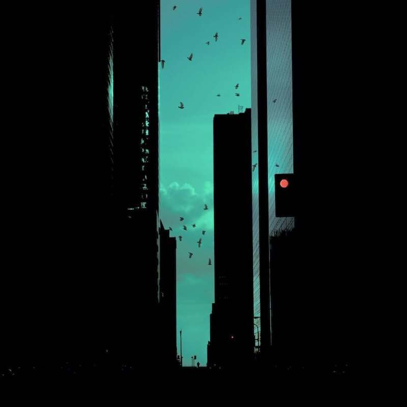 Birds Flying Between Buildings