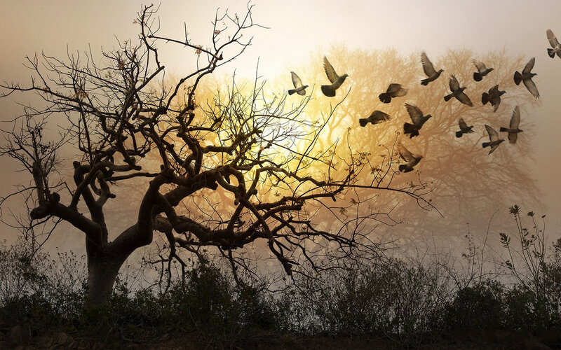 Birds Flying from Tree