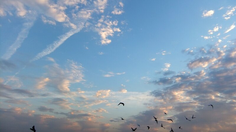 birds flying in a blue sky