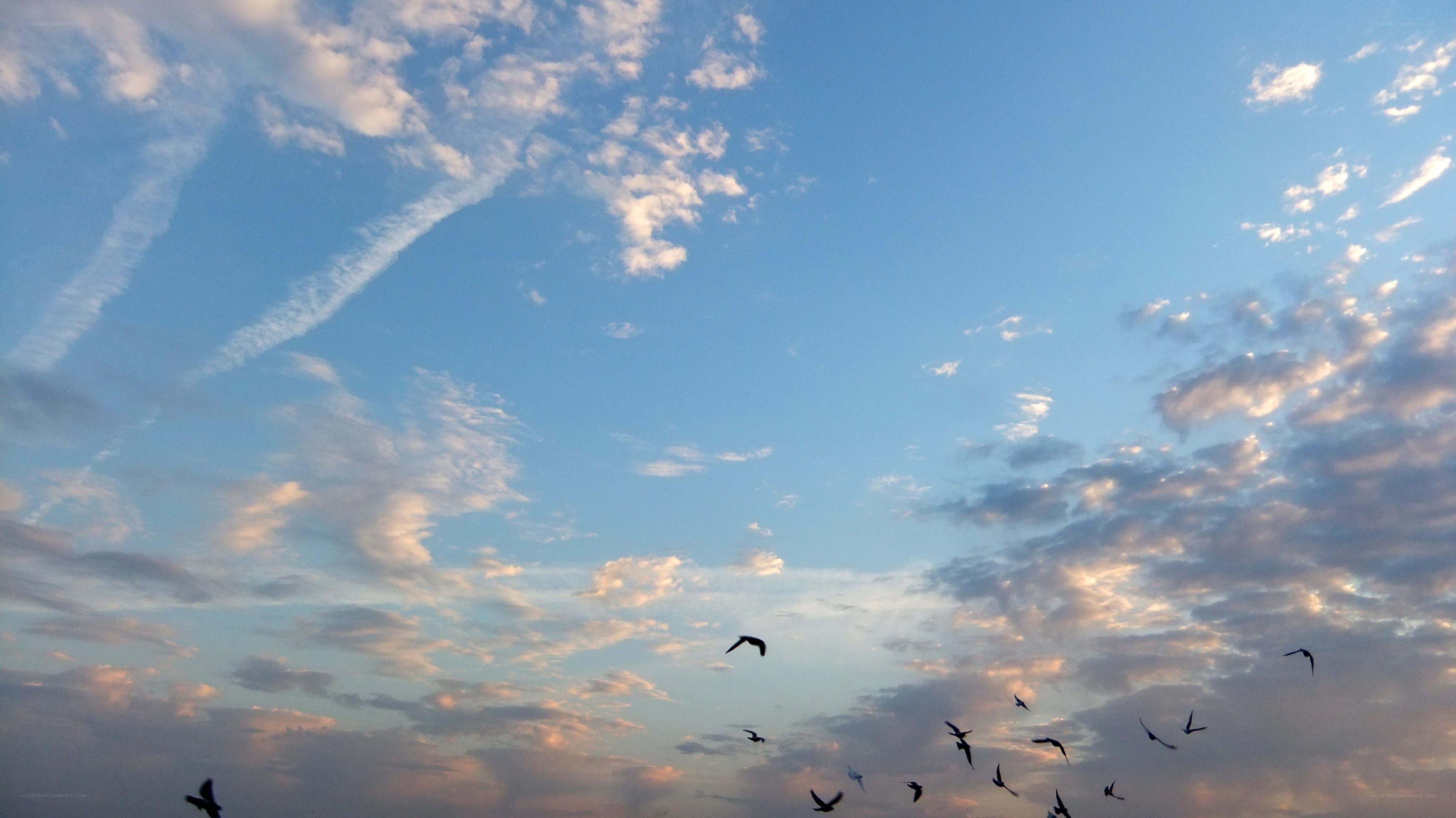 birds flying in a blue sky