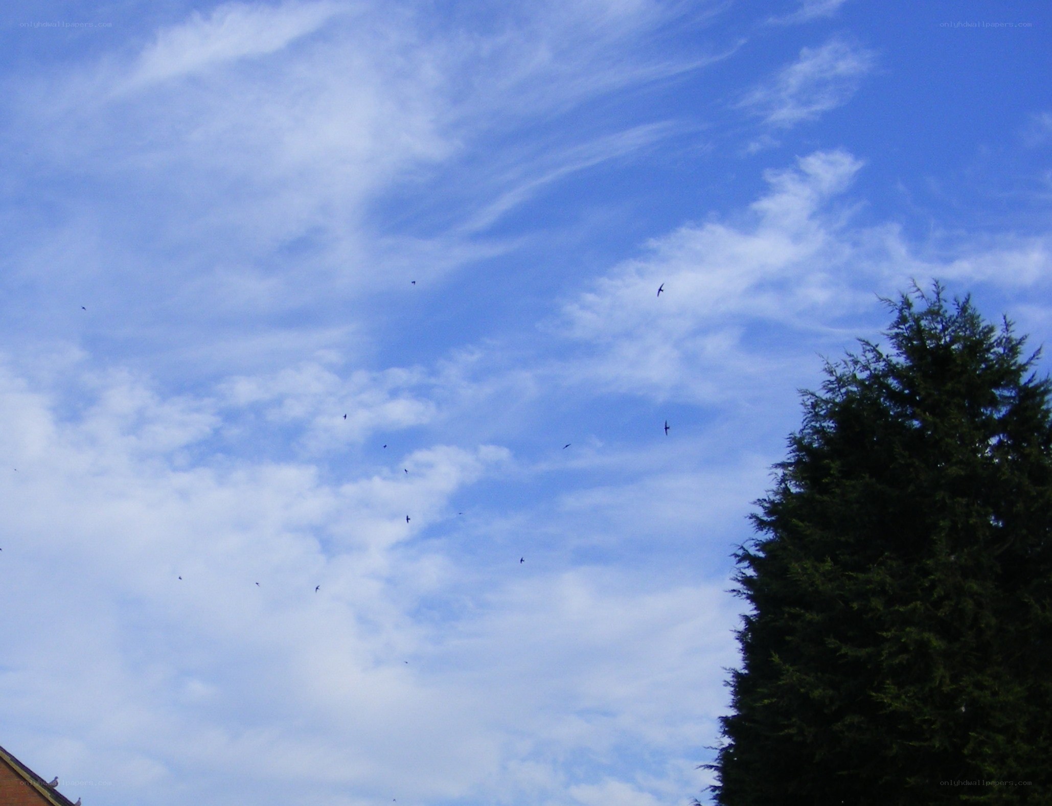 Birds flying in a blue sky