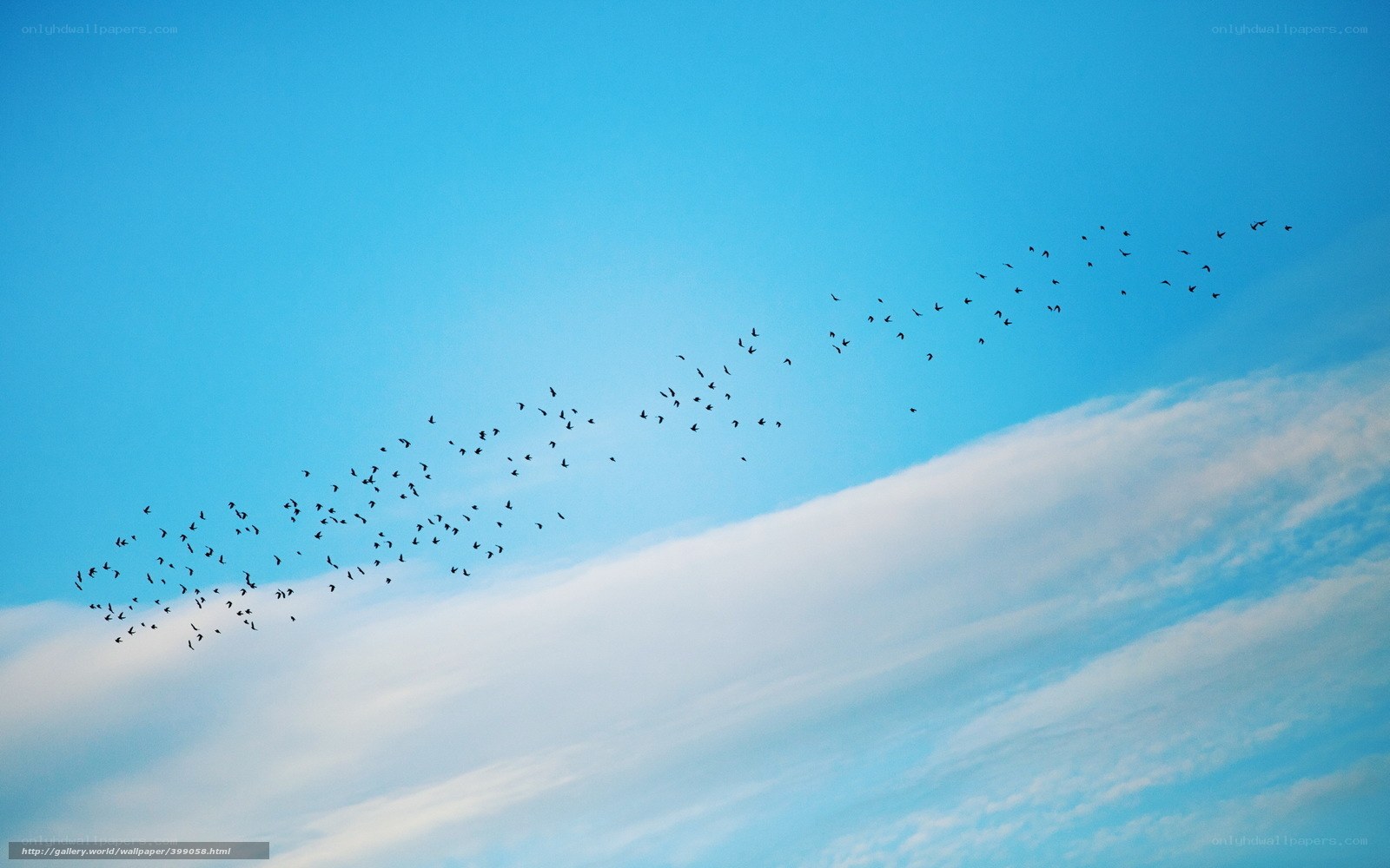 Birds flying in a clear sky
