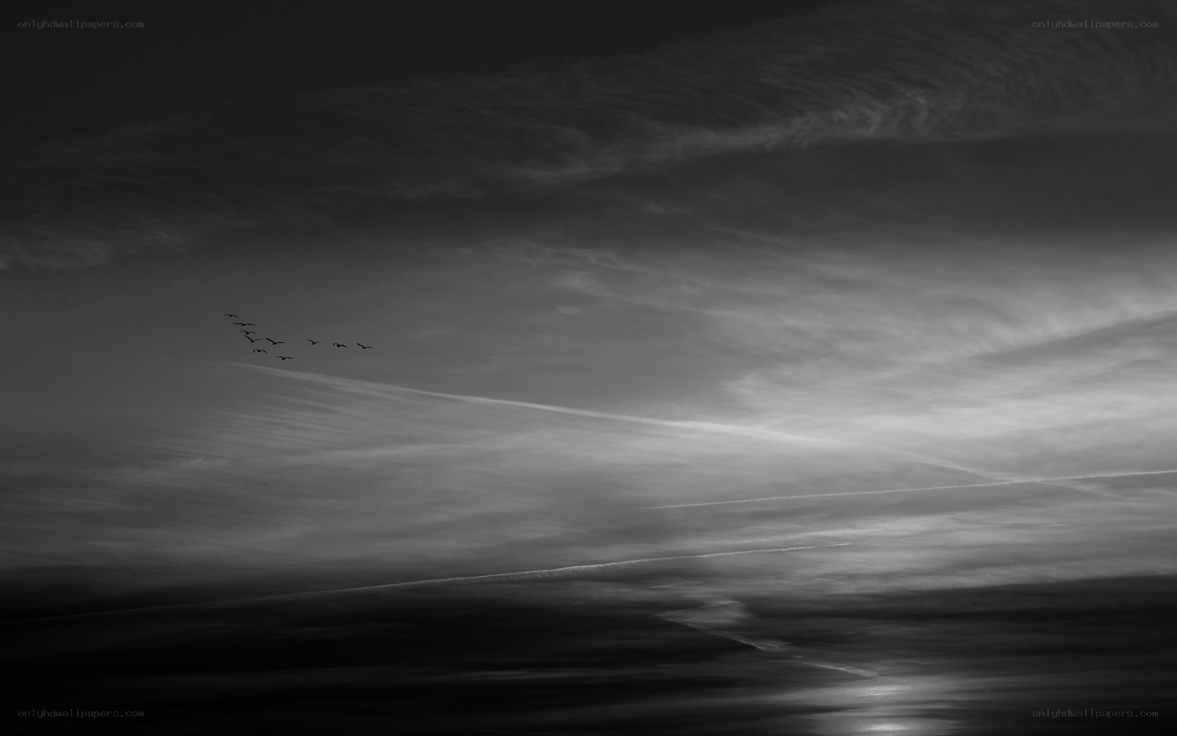 Birds flying in a cloudy sky