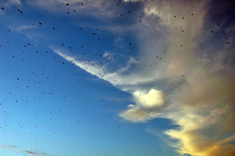Birds flying in a cloudy sky