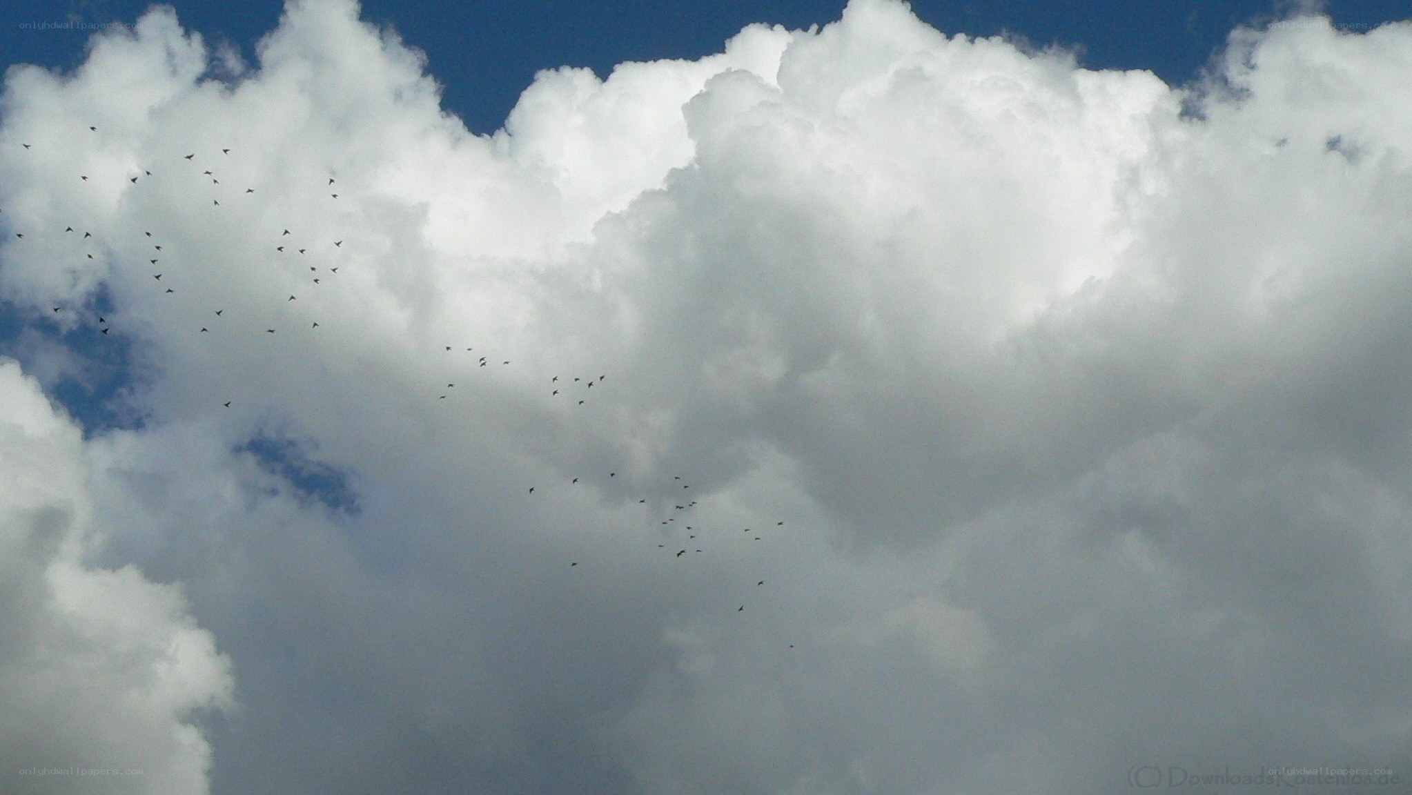 Birds flying in a cloudy sky