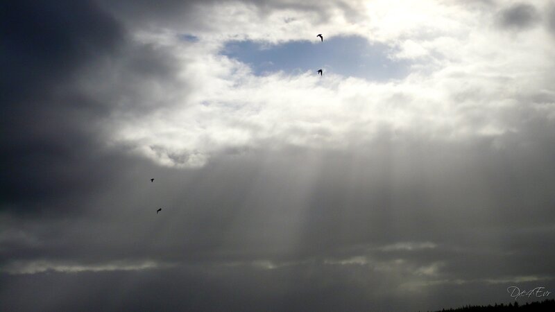Birds flying in a cloudy sky