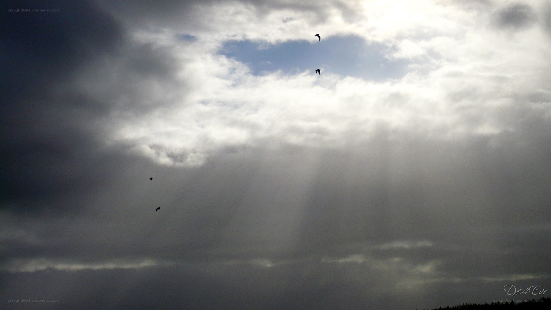 Birds flying in a cloudy sky