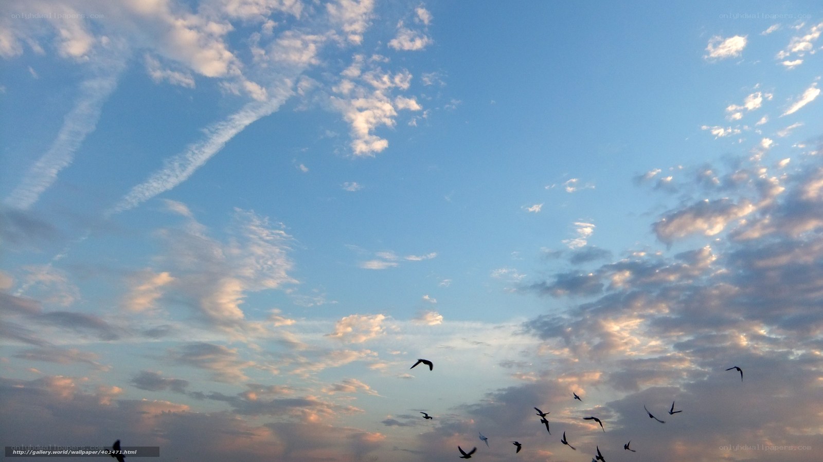 birds flying in a cloudy sky
