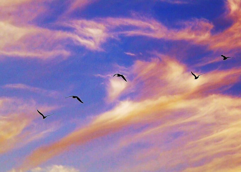 birds flying in a colorful sky