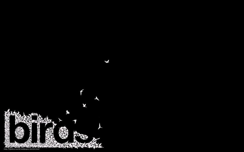 birds flying in black sky