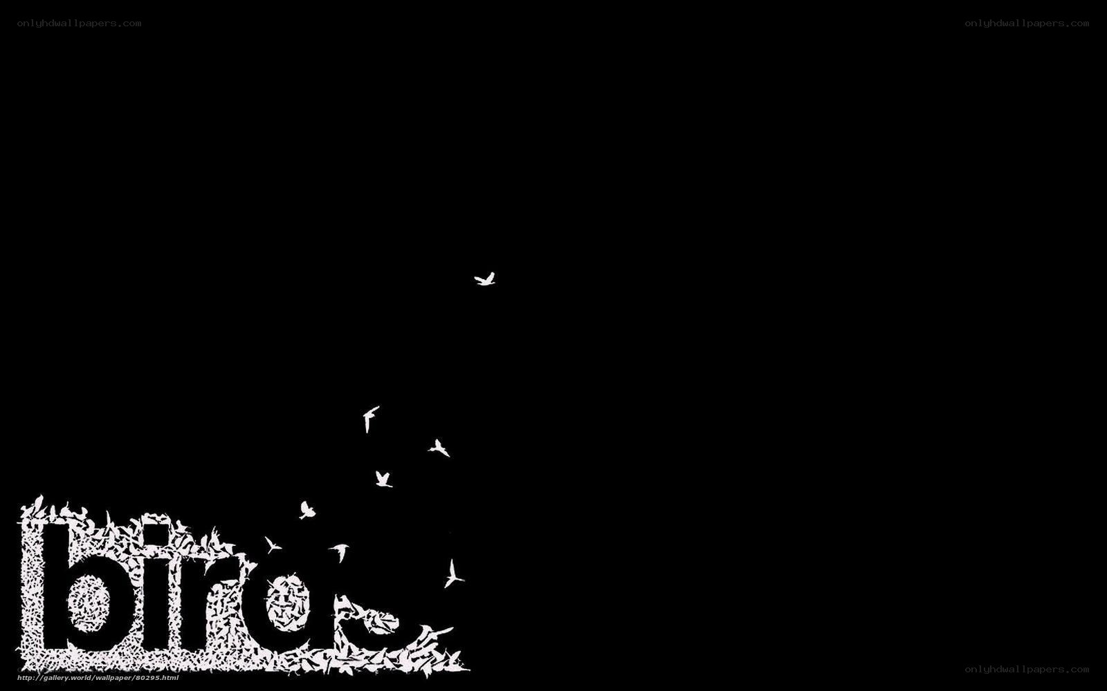 birds flying in black sky