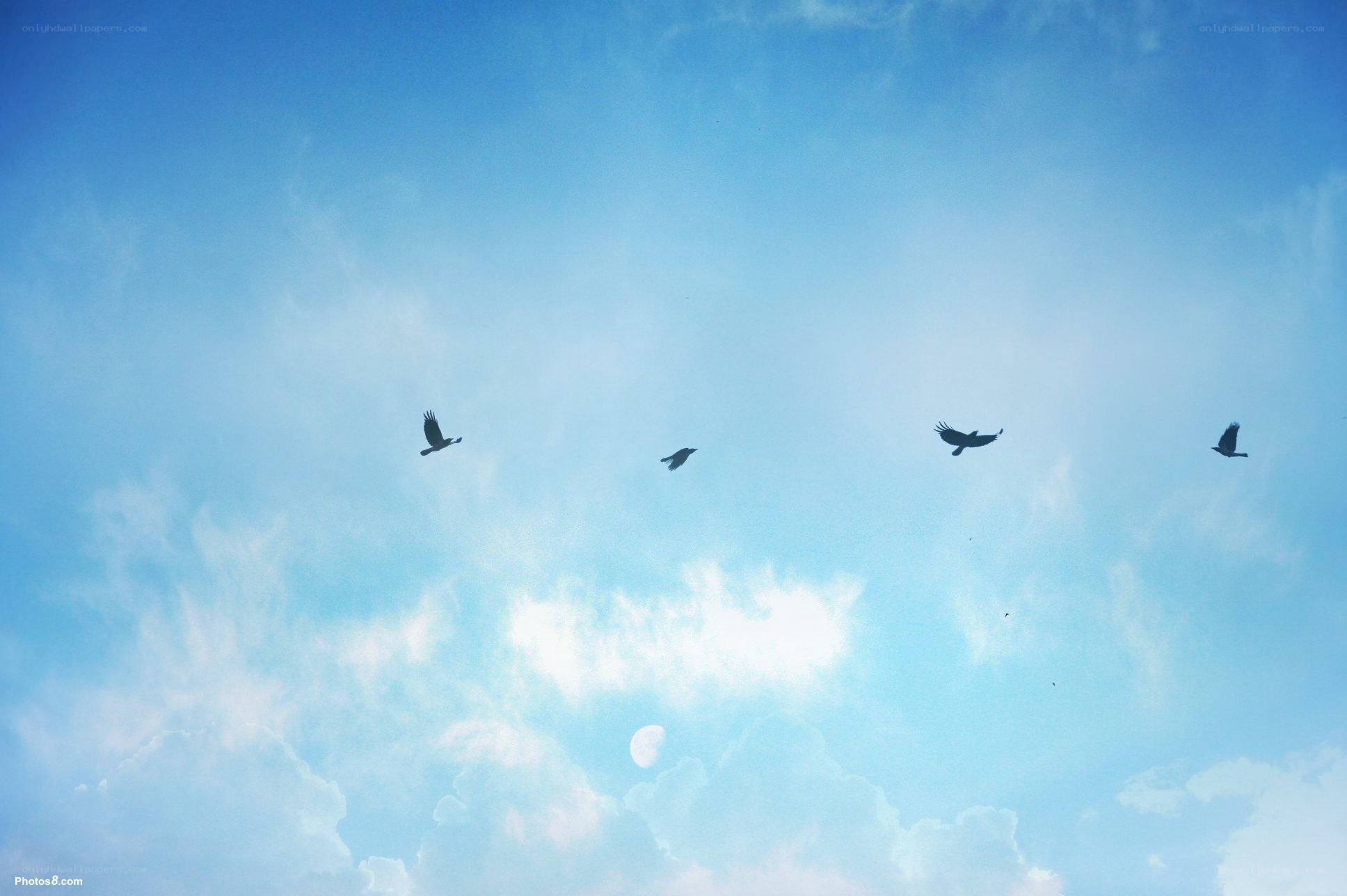 birds flying in blue sky