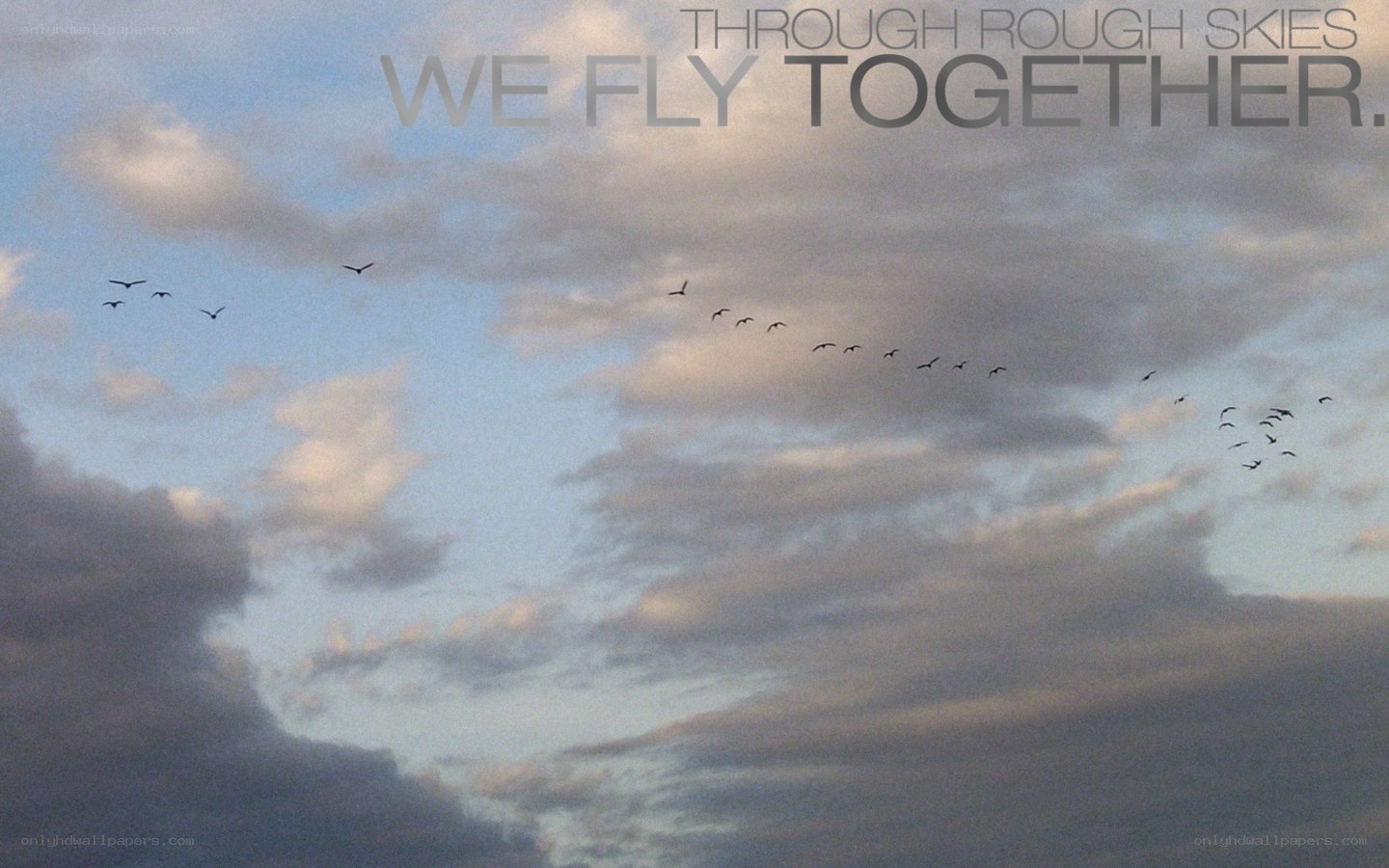 birds flying in cloudy sky