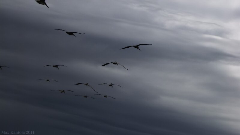birds flying in cloudy sky