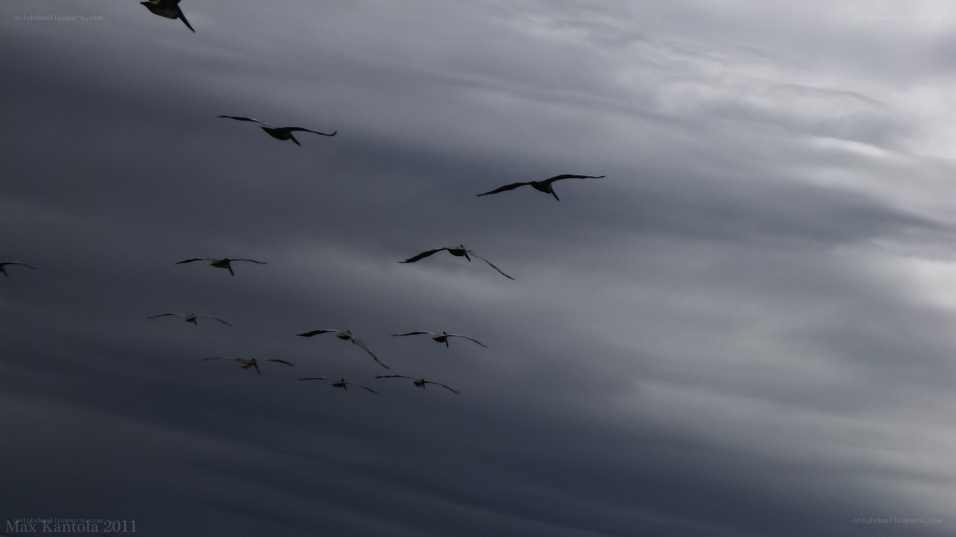birds flying in cloudy sky