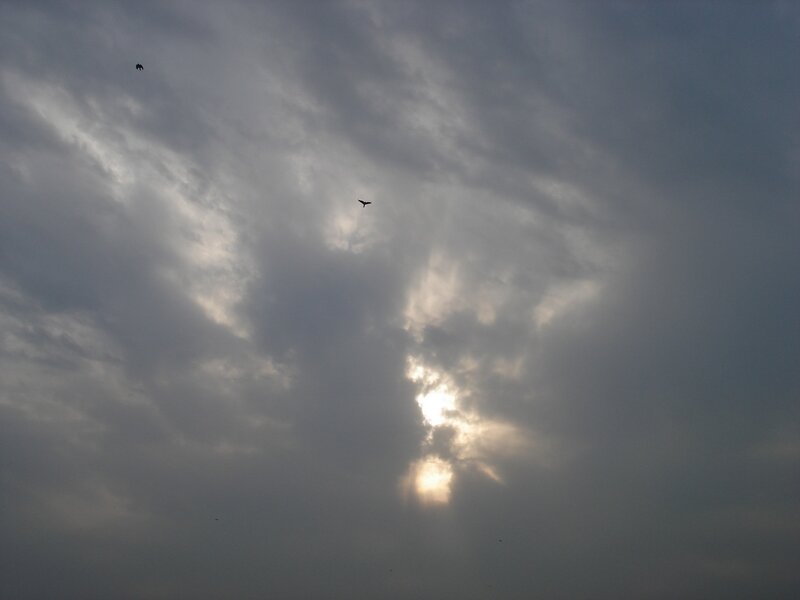 Birds Flying in Cloudy Sky — Gray