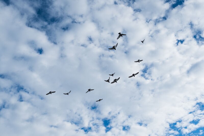 birds flying in cloudy sky