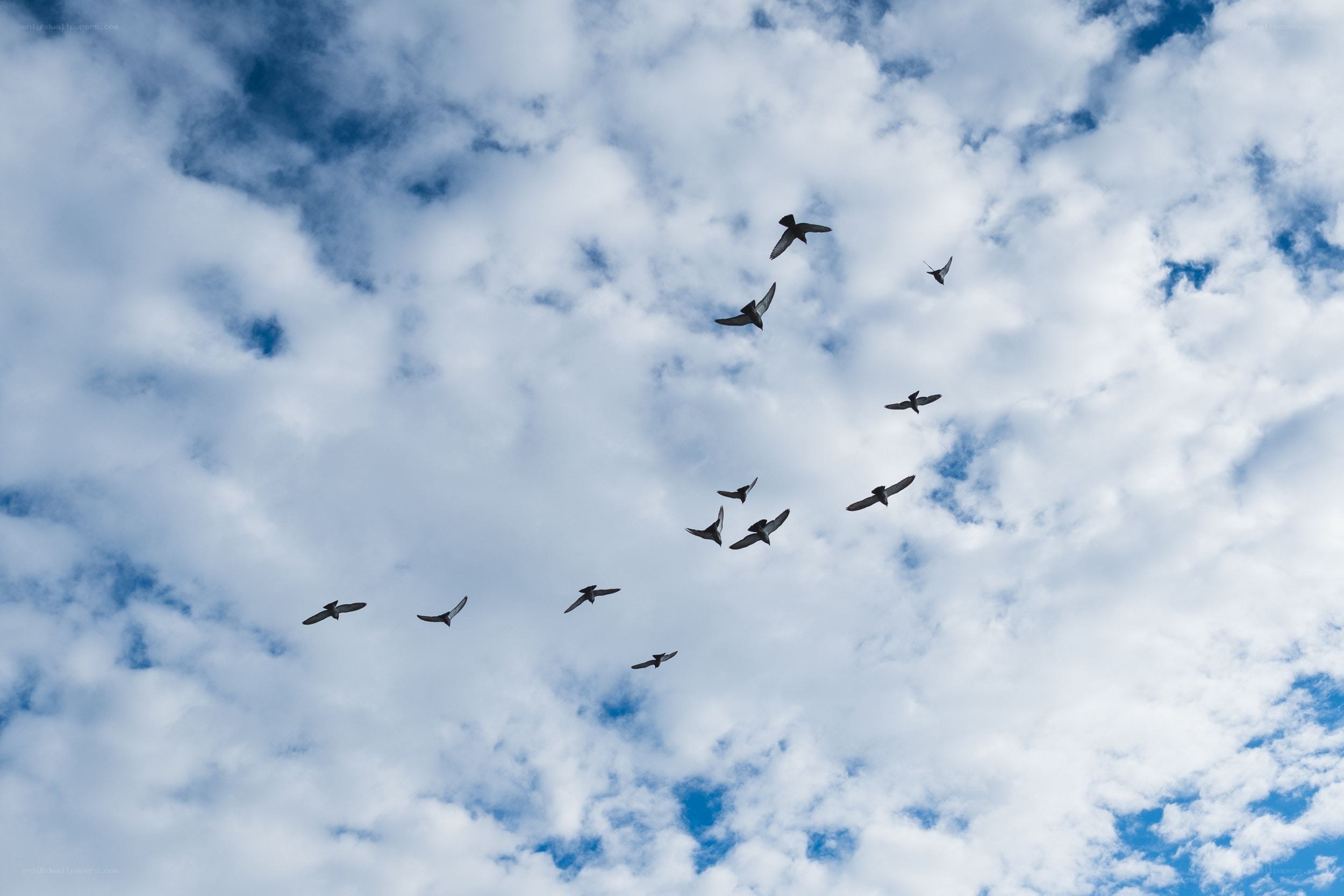 birds flying in cloudy sky