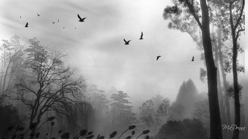 Birds Flying in Fog