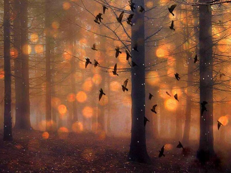 Birds Flying in Forest — Orange
