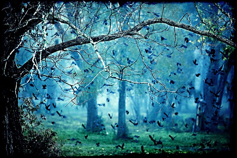 Birds Flying in Forest