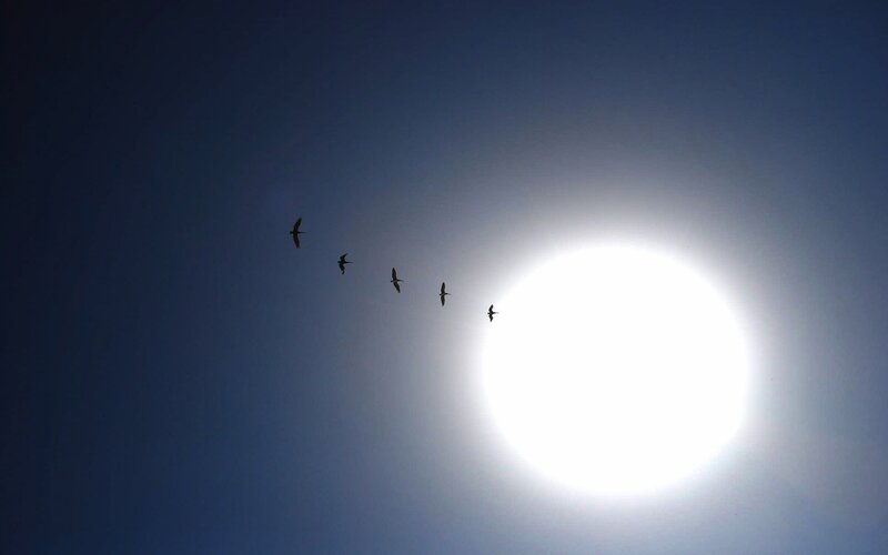 Birds Flying in Formation — Blue