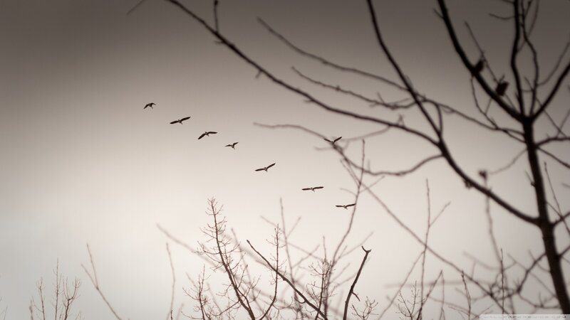 Birds Flying in Formation — Gray