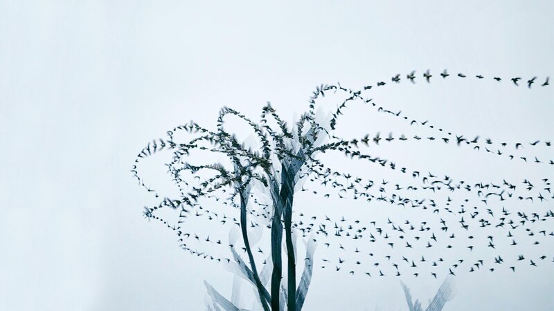 Birds Flying in Formation — White