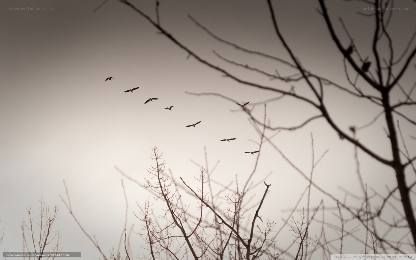 birds flying in formation