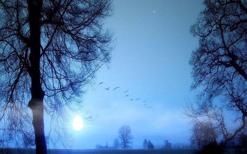 Birds Flying in Night Sky