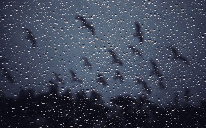 Birds Flying in Rain — Blue