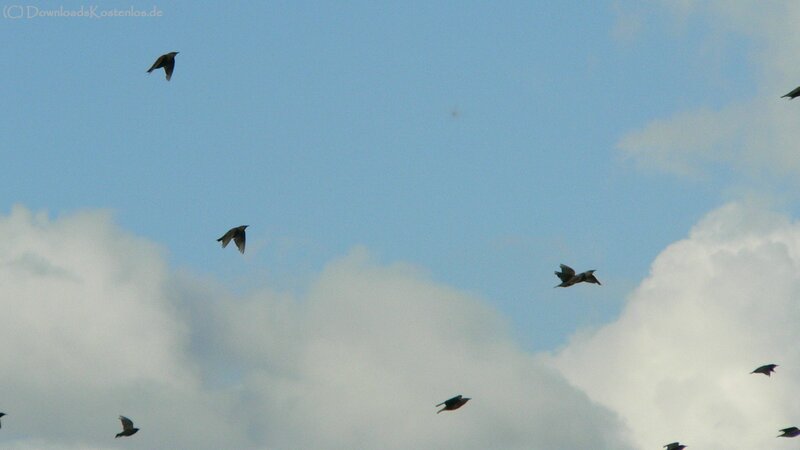 Birds Flying in Sky — Blue, Calm