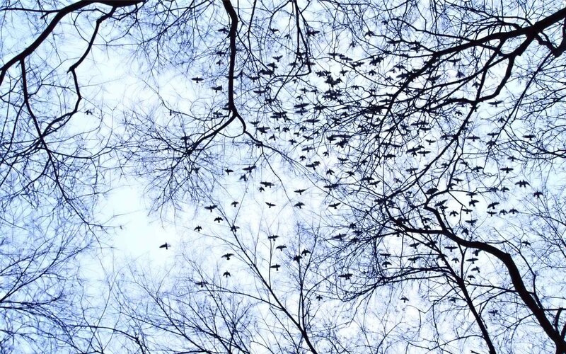 Birds Flying in Sky — Blue, Dramatic, Winter