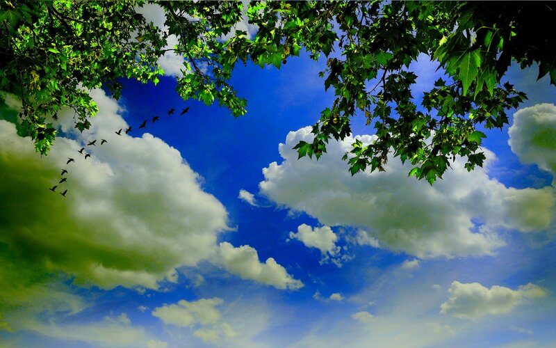 Birds Flying in Sky — Blue, Serene
