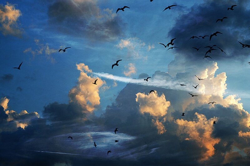 Birds Flying in Sky — Blue