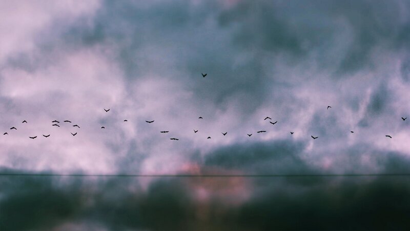 Birds Flying in Sky — Gray, Dramatic