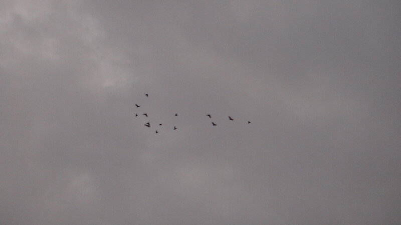 Birds Flying in Sky — Gray, Overcast
