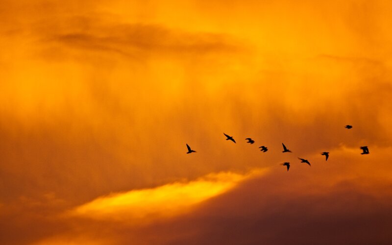 Birds Flying in Sky — Orange, Dramatic, Sunset, Photograph, Clouds