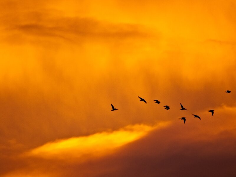 Birds Flying in Sky — Orange, Dramatic, Sunset
