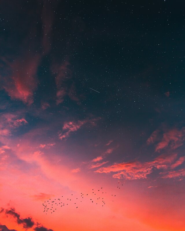 Birds Flying in Sky — Pink