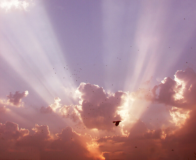 Birds Flying in Sky — Purple