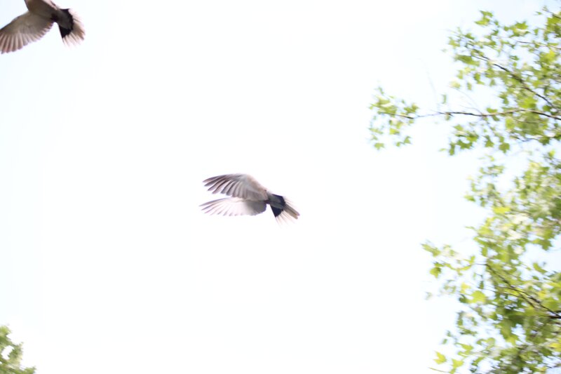 Birds Flying in Sky — White, Calm
