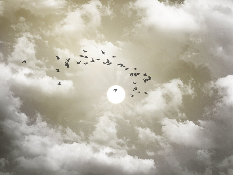 Birds Flying in Sky — White