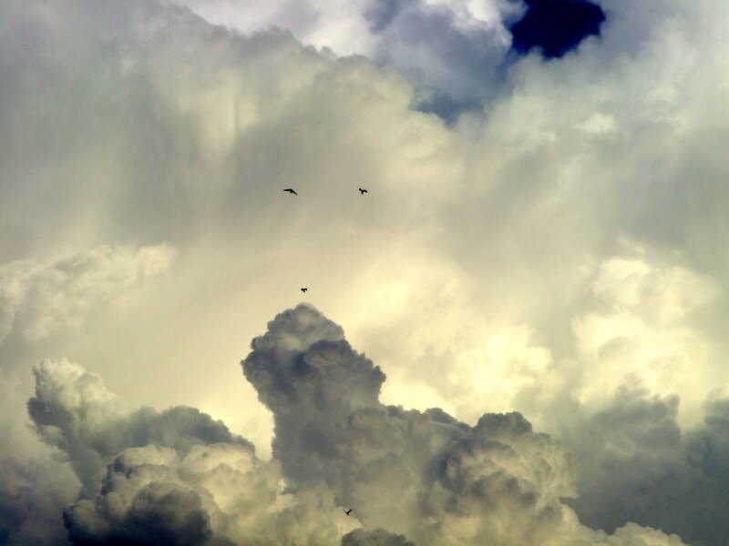 Birds Flying in Storm Clouds