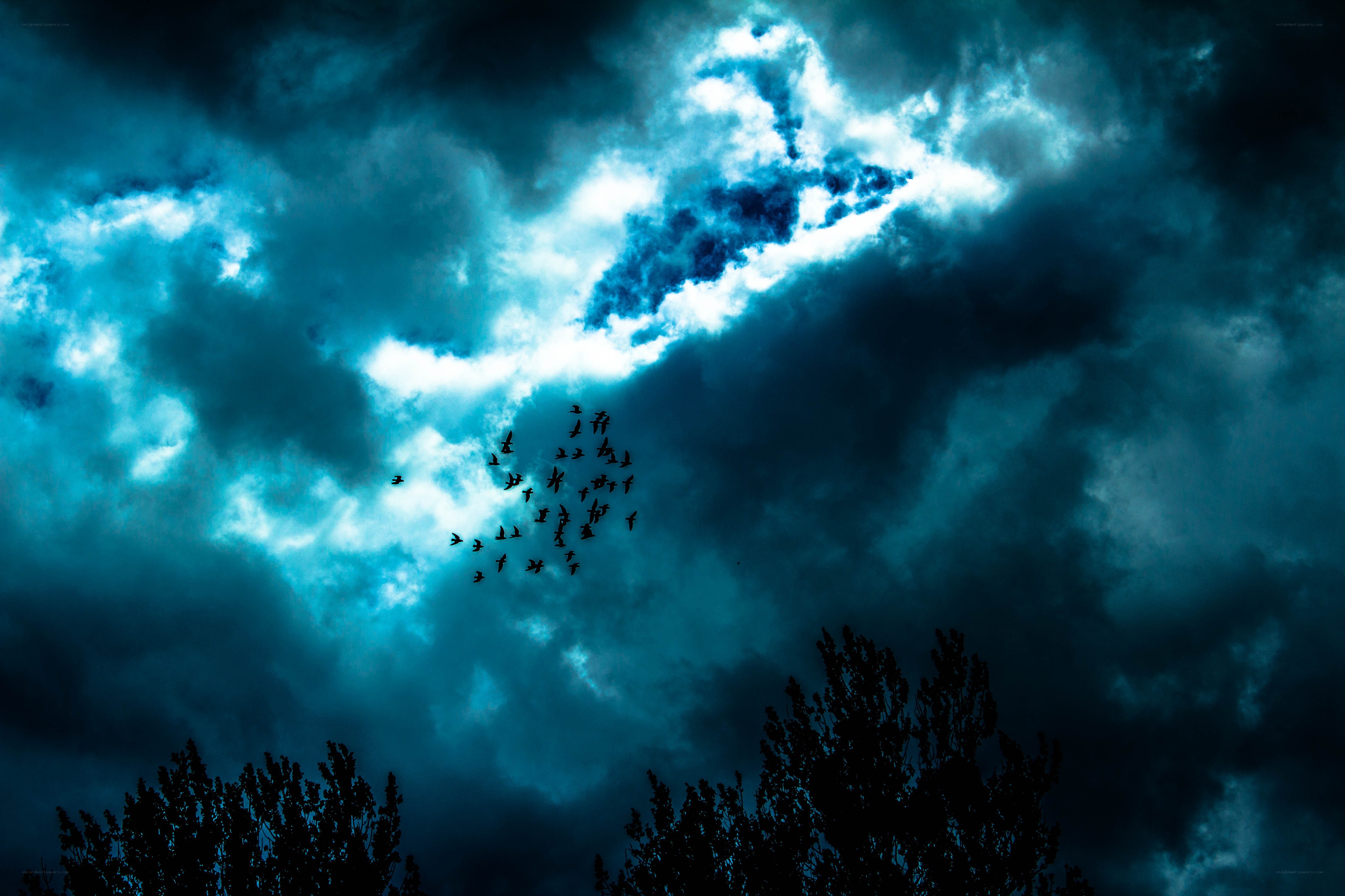 Birds flying in stormy sky